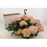 Hydrangea Hortensia macr hi white sun 27cm