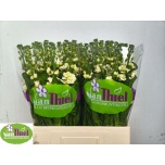 Matthiola Levkoi Stox Yellow