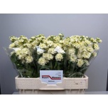 Matthiola Levkoi Stox Yellow