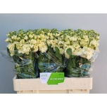 Matthiola Levkoi Stox Yellow