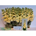 Matthiola Levkoi Stox Yellow