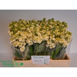 Matthiola Levkoi Stox Yellow