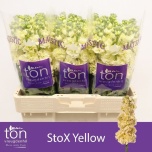Matthiola Levkoi Stox Yellow