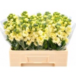 Matthiola Levkoi Stox Yellow