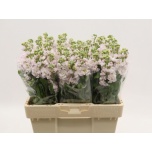 Matthiola Levkoi Stox Silver