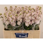 Matthiola Levkoi Stox Silver