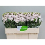 Matthiola Levkoi Stox Silver