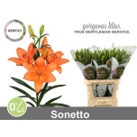 Lilium Liilia LA Sonetto 90cm