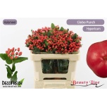 Hypericum Naistepuna Globo Punch 50cm