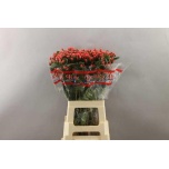 Hypericum Naistepuna Globo Raspberry 65cm