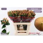 Hypericum Naistepuna Globo Coral 60cm
