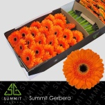 Gerbera GR Bonanza*25