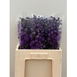 Delphinium Kukekannus el dev purple heart 60cm