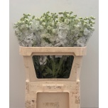 Delphinium Kukekannus Dev Snow White 80cm