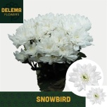 Chrysanthemum Krüsanteem Snowbird