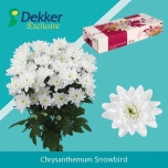 Chrysanthemum Krüsanteem Snowbird