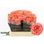 Roos 40cm Blushing Reeva
