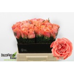 Roos 40cm Blushing Reeva