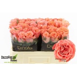 Roos 50cm Blushing Reeva