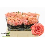 Roos 50cm Blushing Reeva