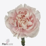 Dianthus Nelk ST Altair*20