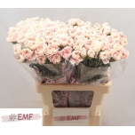 Dianthus Nelk ST Altair*20