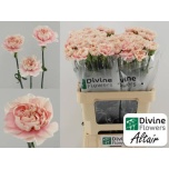 Dianthus Nelk ST Altair*20
