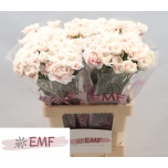 Dianthus Nelk ST Altair*20