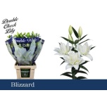 Lilium Liilia OR DU Blizzard 95cm