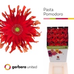 Gerbera KV Pomodoro*15