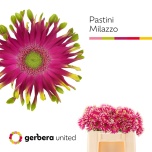 Gerbera KV Pastini Milazzo*10	