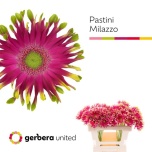 Gerbera KV Pastini Milazzo*10	
