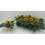 Helianthus Päevalill annuus petisol 10,5cm