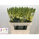Antirrhinum Legend Double Yellow 75cm