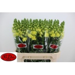 Antirrhinum Legend Double Yellow 80cm