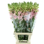 Antirrhinum Lõvilõug Legend Double Pink 90cm