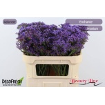 Limonium Parkjuur V Enchante 70cm