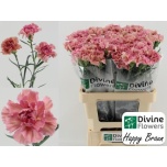 Dianthus Nelk Happy Braun*20