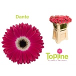 Gerbera MINI Dante*20