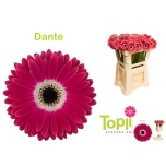 Gerbera MINI Dante*20