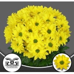 Chrysanthemum Krüsanteem SP Dicha*5