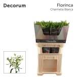 Alstroemeria Inkaliilia Charmelia Blanca