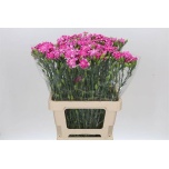 Dianthus Nelk SP Star Fruity Tessino*10