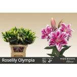 Lilium Liilia OR DU Olympia 85cm