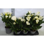 Zantedeschia Kalla captain beluga 17cm