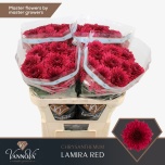Chrysanthemum Krüsanteem BL Lamira Red 80g*10