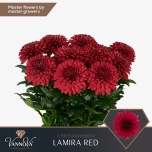 Chrysanthemum Krüsanteem BL Lamira Red 95g*10