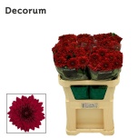 Chrysanthemum Krüsanteem BL Lamira Red*10