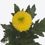 Chrysanthemum Krüsanteem BL Brasiliana*10