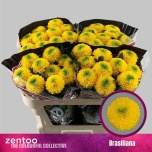Chrysanthemum Krüsanteem BL Brasiliana*10